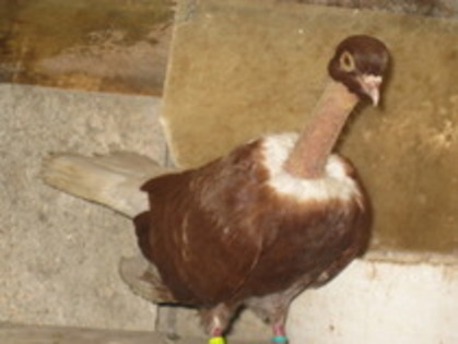 11736073_MGGEDABEZ - Gat-Golas