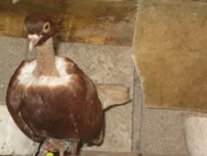 11736077_KBMBQYBHC - Gat-Golas