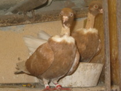 11736088_AVNAGPMHF - Gat-Golas