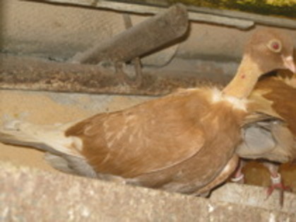 11736096_LJMOOTXFF - Gat-Golas