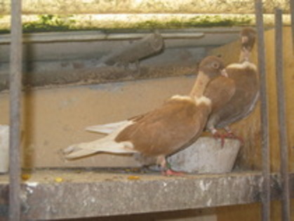 11736114_JKXDDBBWR - Gat-Golas