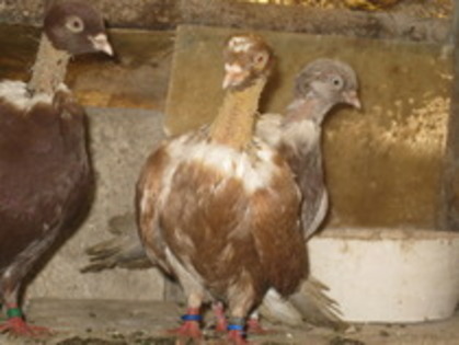 11736156_EGZKQKHTN - Gat-Golas