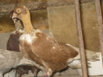 11736160_IUKABHMQD - Gat-Golas