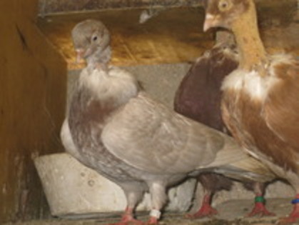 11736163_UTAILJDJE - Gat-Golas