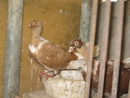 11736164_JUODZUDJL - Gat-Golas