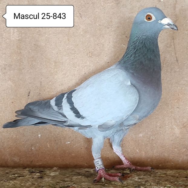 Mascul 25-843....-10 lei - 90 Porumbei de vanzare
