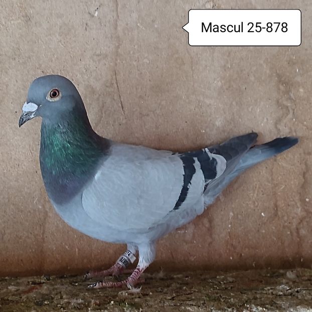 Mascul 25-878 - 90 Porumbei de vanzare