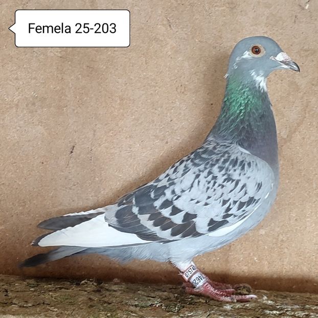 Femela 25-203 - 90 Porumbei de vanzare