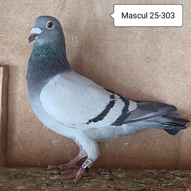 Mascul 25-303 - 90 Porumbei de vanzare