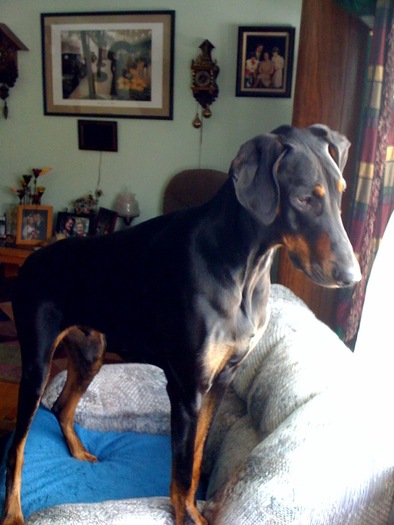 doberman