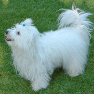 coton-de-tulear_76[1] - poze caini