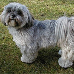 lhasa-apso_85[1]