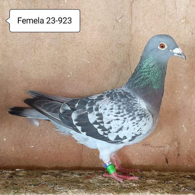Femela 23-923 - 90 Porumbei de vanzare