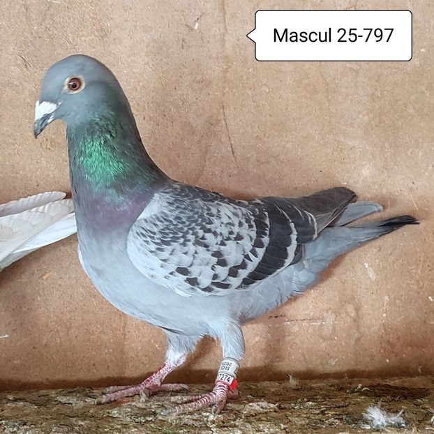 Mascul 25-797 - 90 Porumbei de vanzare