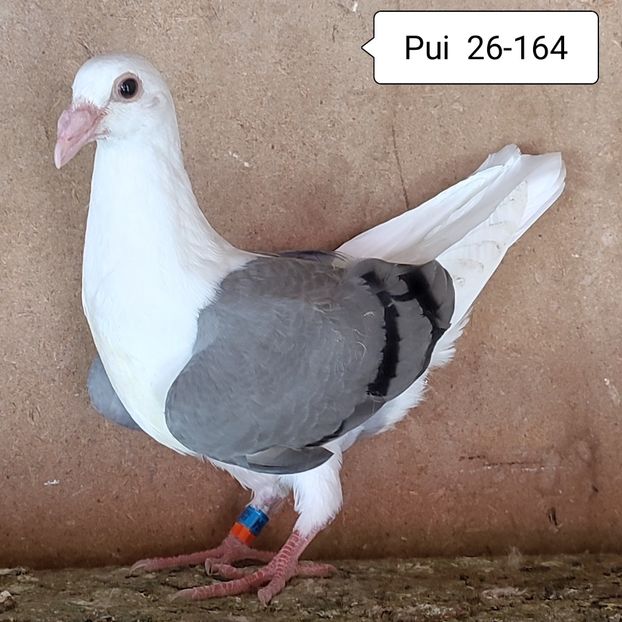 Pui 26-164....-20 lei - 90 Porumbei de vanzare
