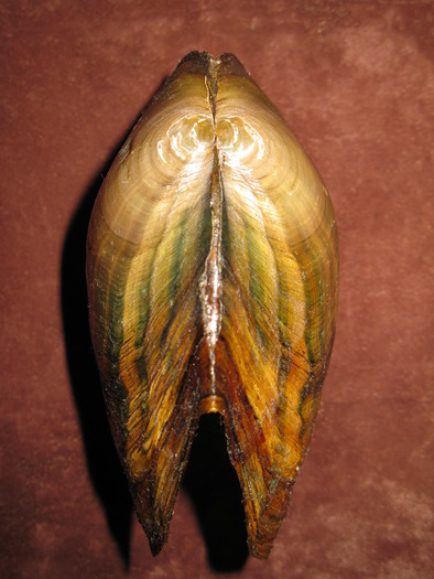 Anodonta anatina