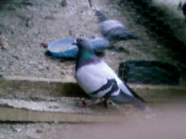 Mascul