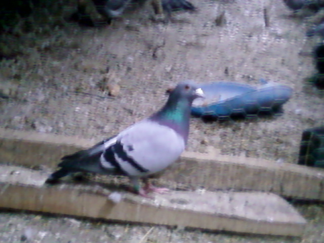 mascul05