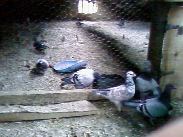 in pod