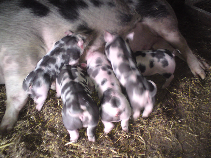 purcei de lapte; porci rasa pietrean
