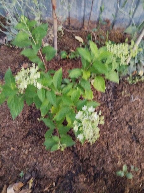  - Paniculata Pink Lady ?