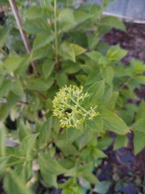  - Paniculata Pink Lady ?