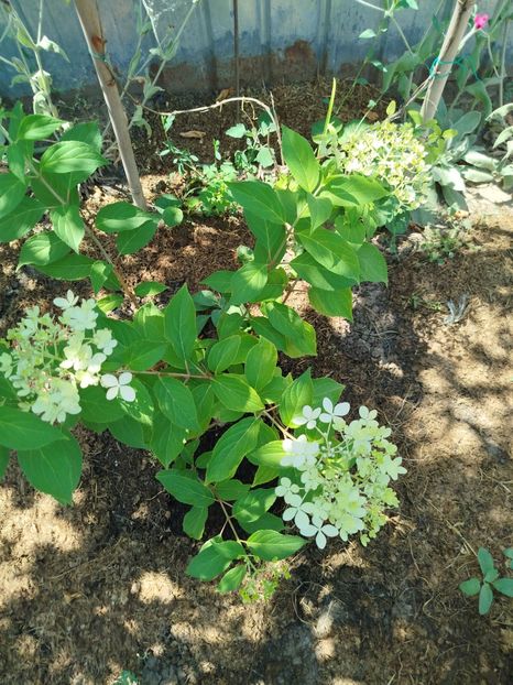  - Paniculata Pink Lady ?