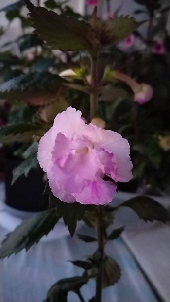  - 2026-Lavender English Rose