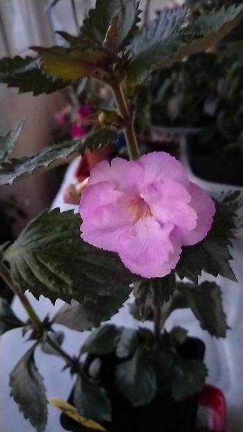  - 2026-Lavender English Rose