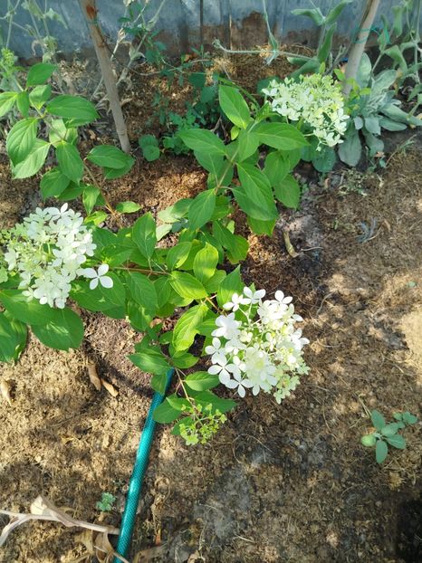  - Paniculata Pink Lady ?