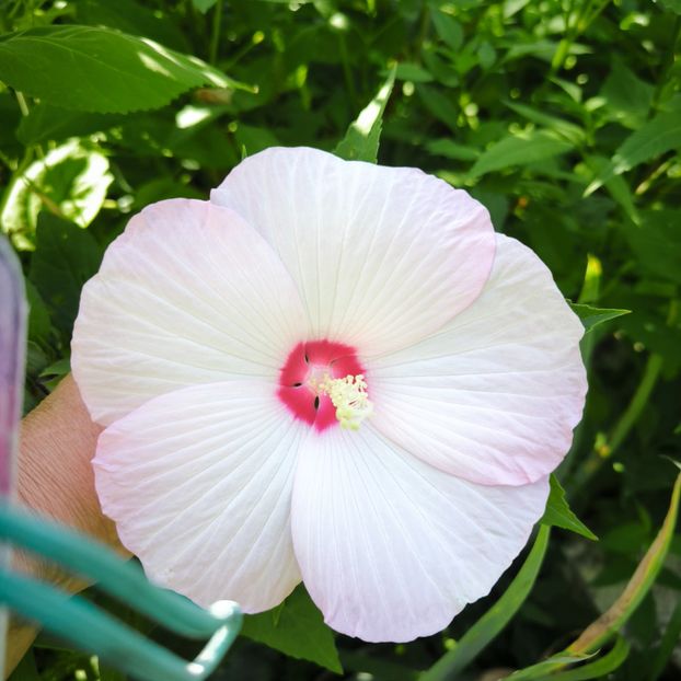  - August 2026
