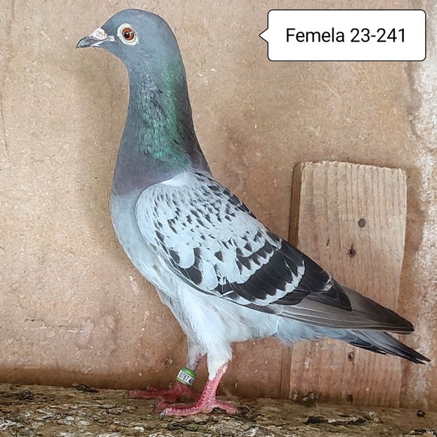 Femela 23-241....-10 lei - 90 Porumbei de vanzare