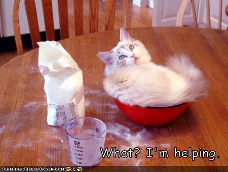 funny-pictures-cat-baking-bowl - funny