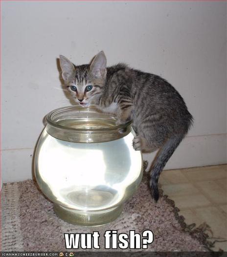 funny-pictures-cat-drinks-fishbowl1