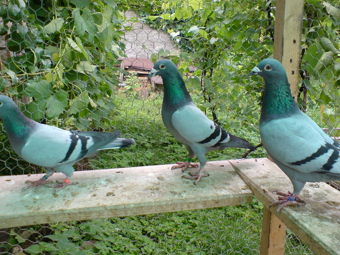 blue,maestro si pashu in voliera