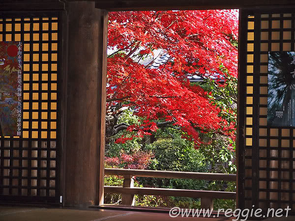 2202048_ryufukuji_maples-600 - poze japonia