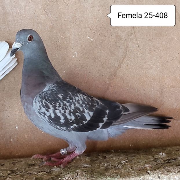 Femela 25-408....-10 lei - 90 Porumbei de vanzare