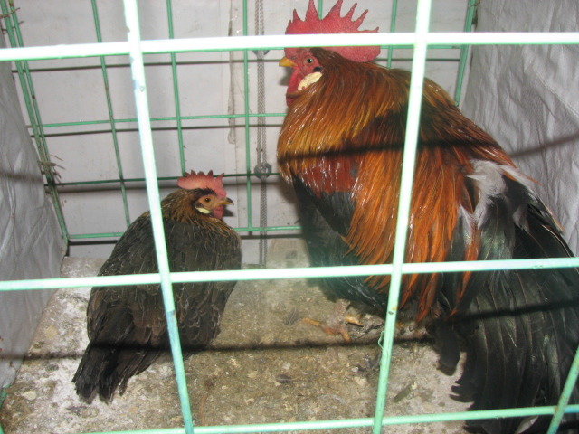 Italiene Potarnichii