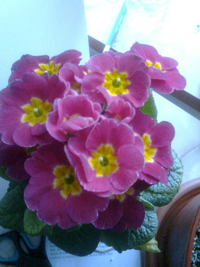 Primula Rosie