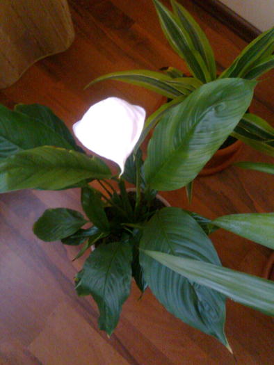 Spathiphyllum inflorit - Florile mele