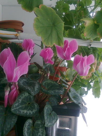 cyclamen 2