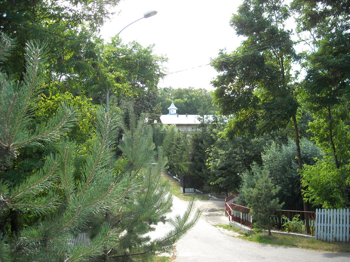 Manastirea din Panciu; O vegetatie deosebita pentru accea zona
