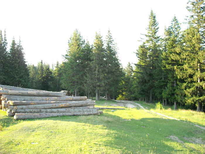 Se taie Padurea; Cum se distruge o parte din patrie si din viitorul nostru pentru ca unii sa cistige bani
