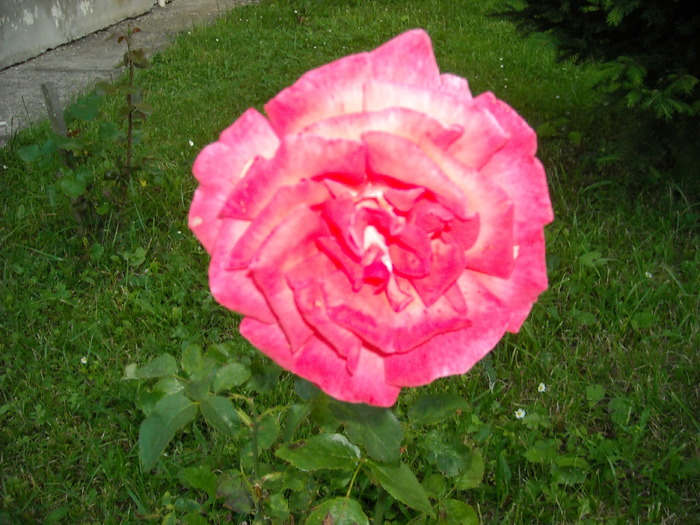 Trandafir de Soveja