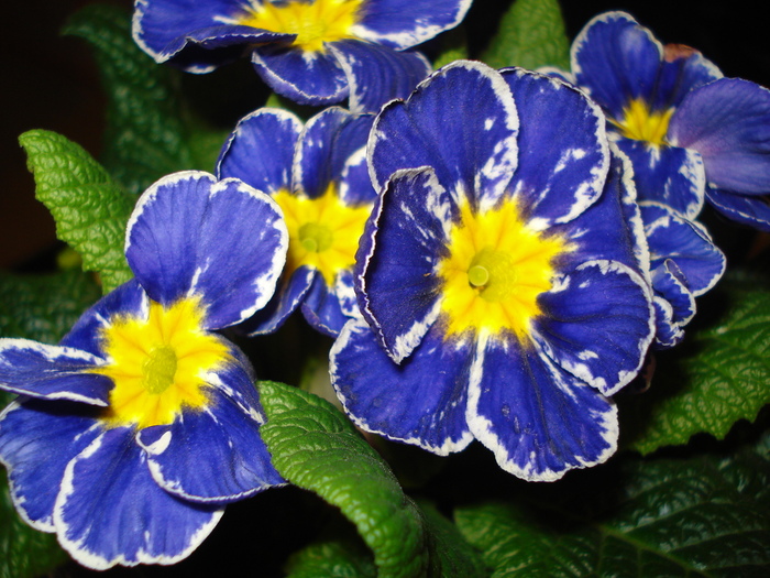 Primula; Primula
