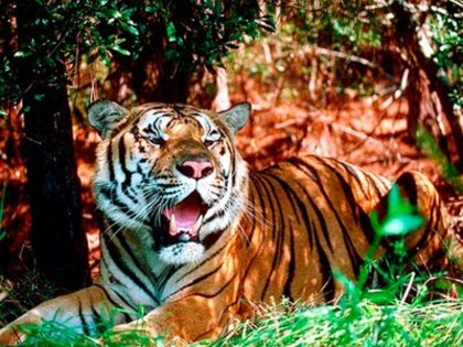 tiger - poze cu tigri
