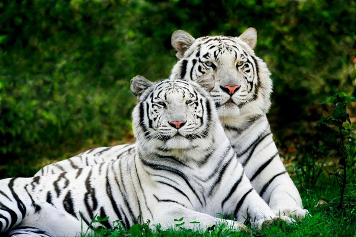 White Tigers - poze cu tigri