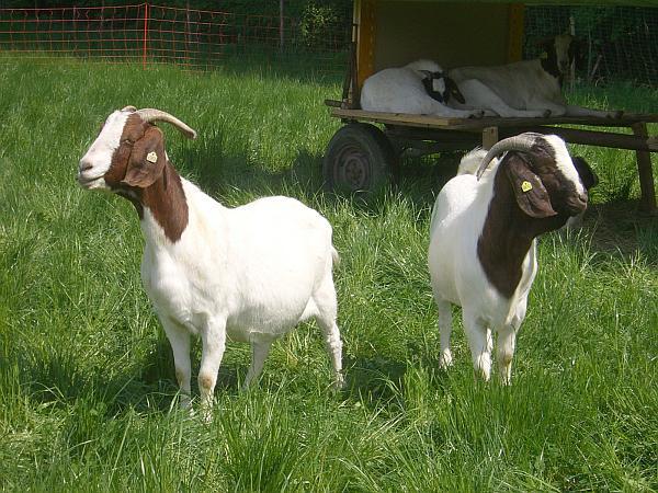 capre-boer