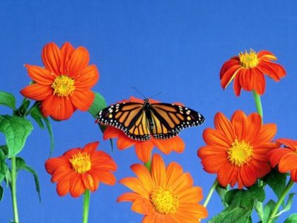 Flowerses_and_butterfly_-_Desktop_Wallpapers - VARA