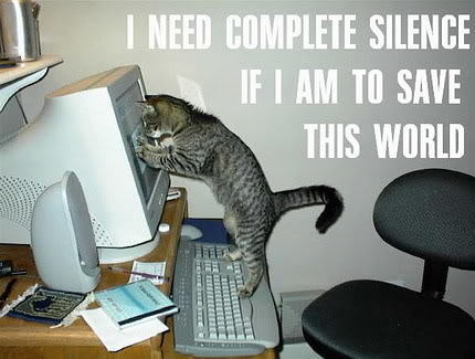 funny_cat_pictures_pc_3